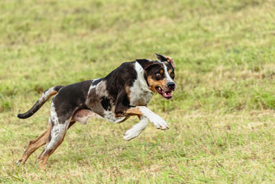 Catahoula leopard dog running in and chasing coursing lure on field