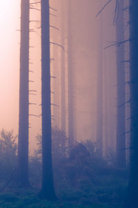 Forest in the fog with orange gloom 