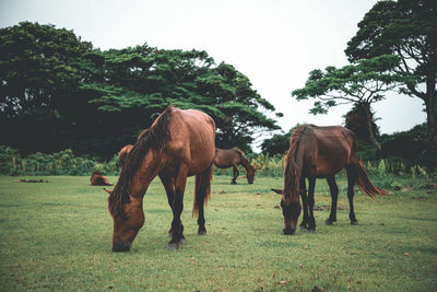 Horse grazing on field