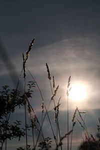 Low angle view of plants at sunset