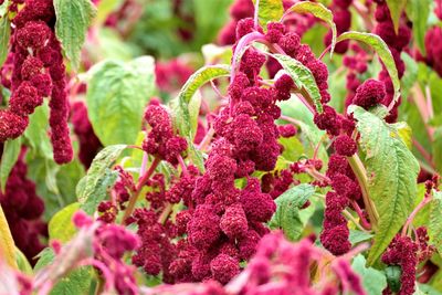 Close-up of pink flowering plants