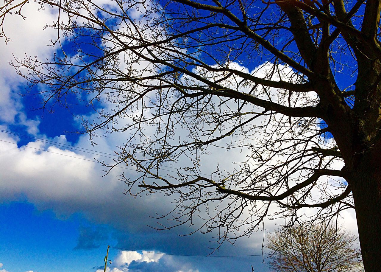 low angle view, tree, branch, sky, bare tree, blue, cloud - sky, nature, tranquility, tree trunk, cloud, beauty in nature, day, outdoors, silhouette, no people, cloudy, scenics, growth, high section