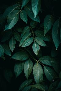 Green plant leaves texture in springtime