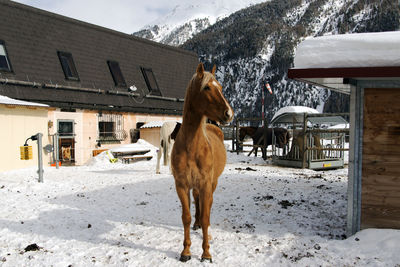 Horse standing in snow