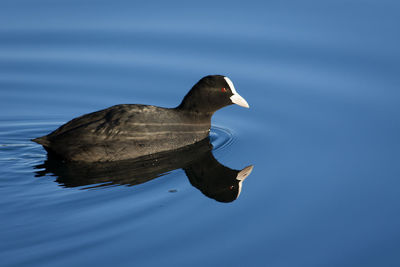 Birds in water