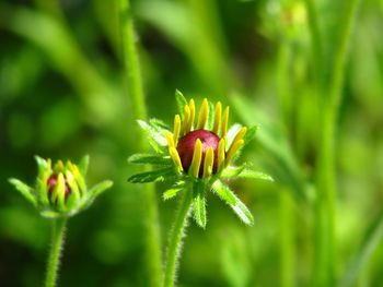 Close-up of flower blooming outdoors