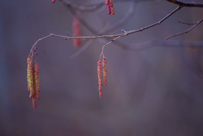 A beautiful birch tree flowers in early spring.