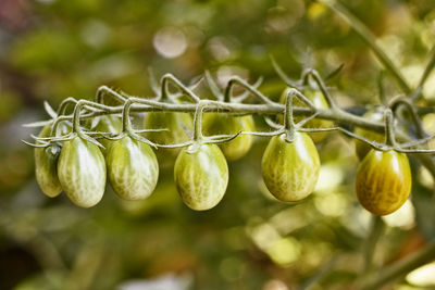 Branch of unripe tomatoes in a garden , beautiful green vegetables ,macro photography