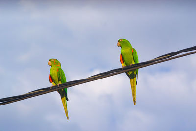 Bird perching on a branch