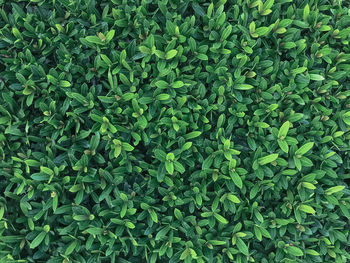 High angle view of plants growing on field