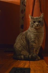 Cat looking away