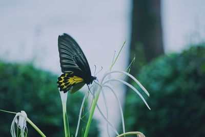 Close-up of butterfly pollinating on flower