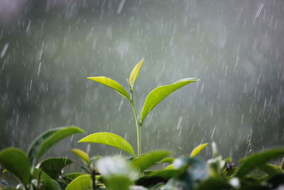 Close-up of wet plant during rainy season