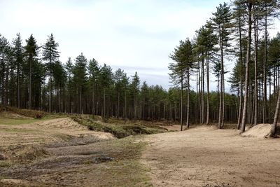 Trees on field against sky