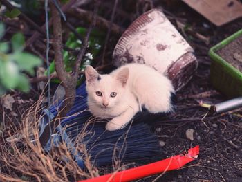 Portrait of cat sitting on field