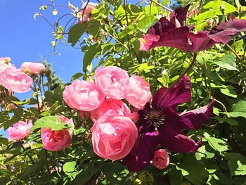 Close-up of pink flowers