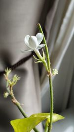 Close-up of white flowering plant