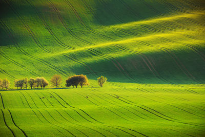 Scenic view of green field