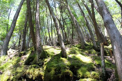 Trees in forest