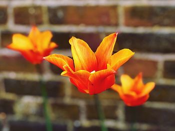 Close-up of orange flowering plant