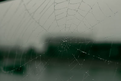 Close-up of spider web