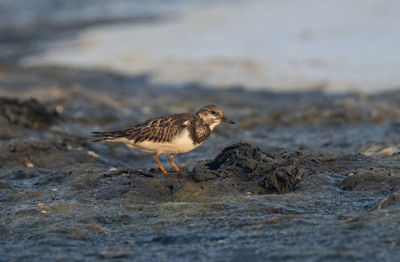 Close-up of bird on beach