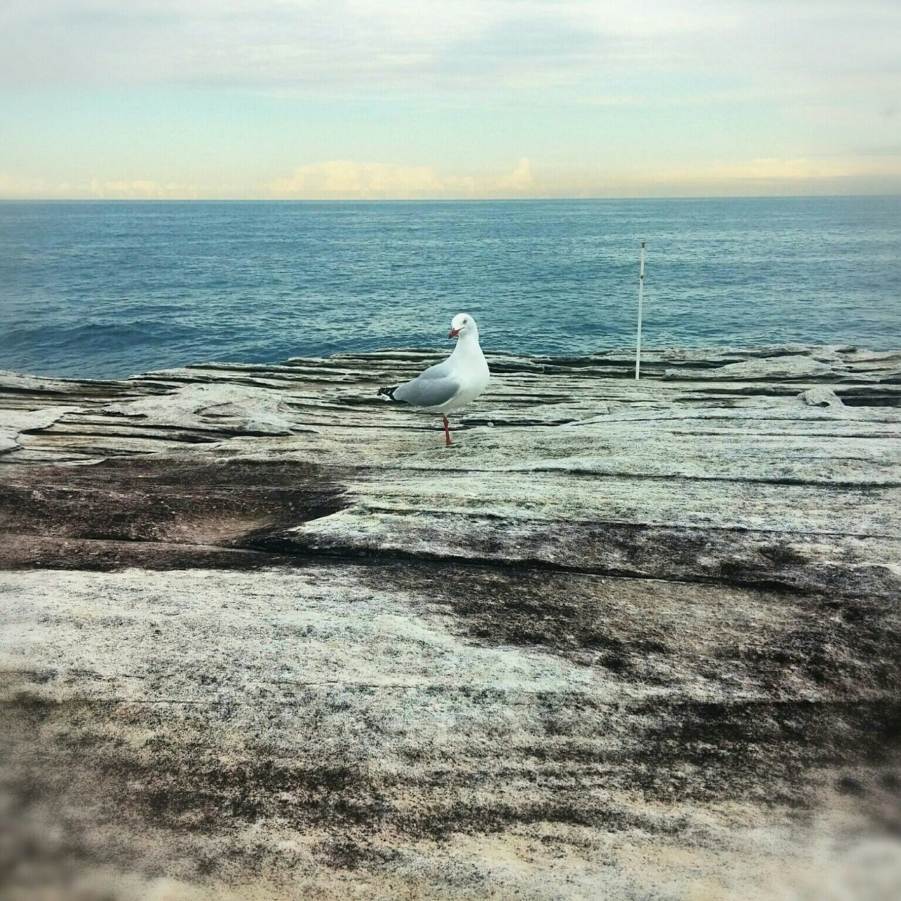 bird, animal themes, animals in the wild, wildlife, sea, water, seagull, one animal, flying, horizon over water, sky, nature, spread wings, tranquility, tranquil scene, beauty in nature, beach, outdoors, day, perching