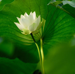 Close-up of white flower blooming outdoors