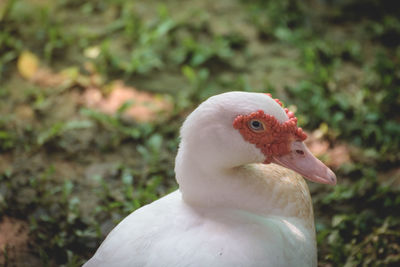 Close-up of a bird