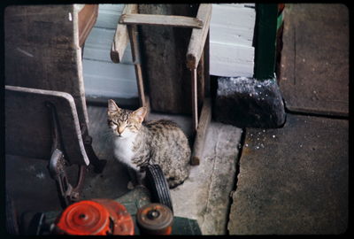 Portrait of cat