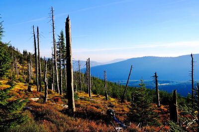 Plants growing on land against sky