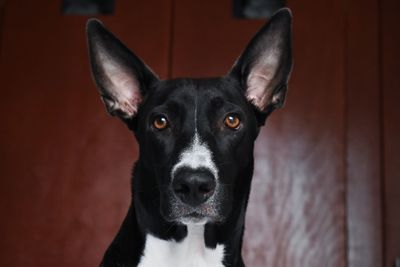 Portrait of black dog