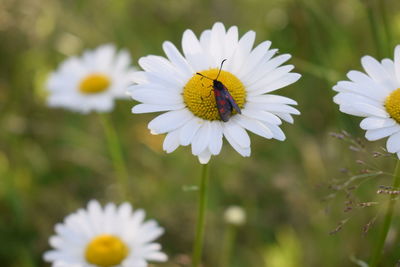 Close-up of white daisy with an insect