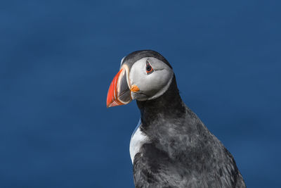 Close-up of puffin against blue sky