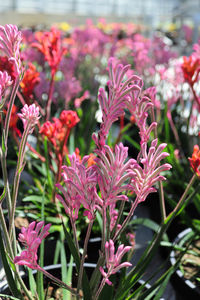 Close-up of pink flowering plant