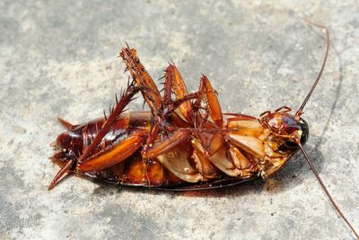 Close-up of dead cockroach on floor