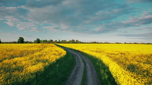 Scenic view of oilseed rape field against sky