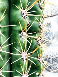 Close-up of cactus plant