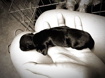 Dog sleeping on bed