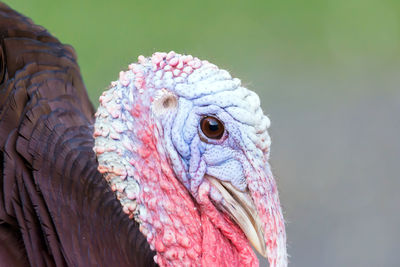 Close-up portrait of bird