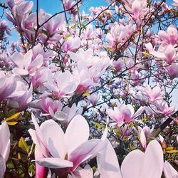 Close-up of pink flowers