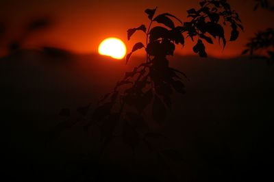 Plants at sunset