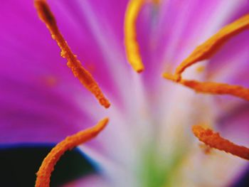 Close-up of purple flower