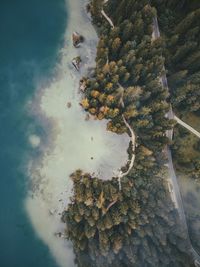 Directly above aerial shot of pine trees by sea