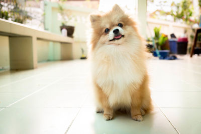 White dog sitting on tiled floor