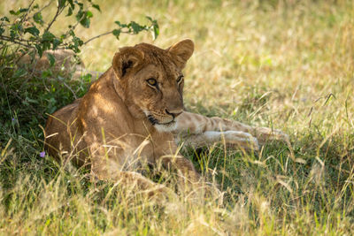 Close-up of lioness resting on field