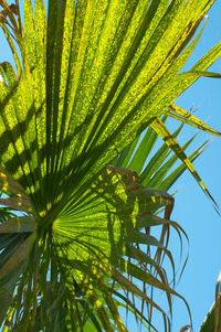 Low angle view of palm tree leaves against sky