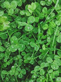 Full frame shot of green leaves