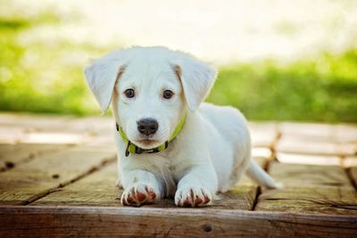 Close-up of a dog