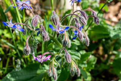 Close-up of purple flowering plant